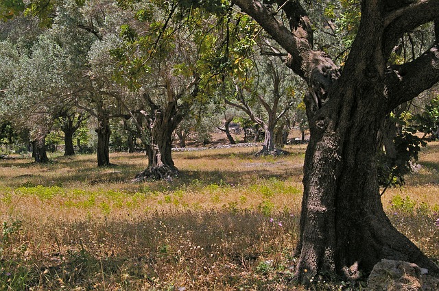 olivové stromy