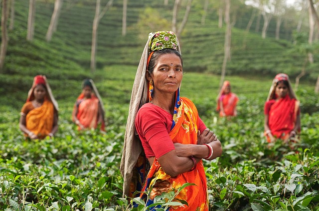ženy na plantáži čaje.jpg