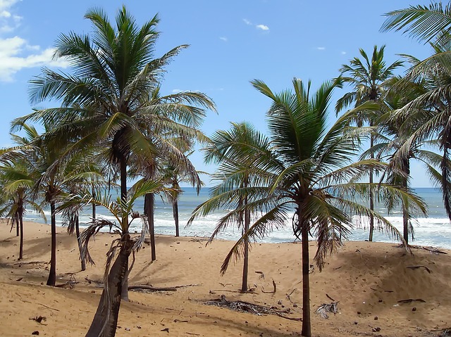kokosová plantáž